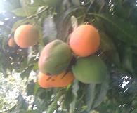 Fruta mango