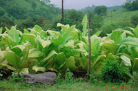 Plantas de tabaco